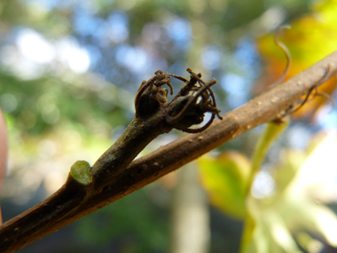 Petits bourgeons pointus dotés de petits fils. Agrandir dans une nouvelle fenêtre (ou onglet)